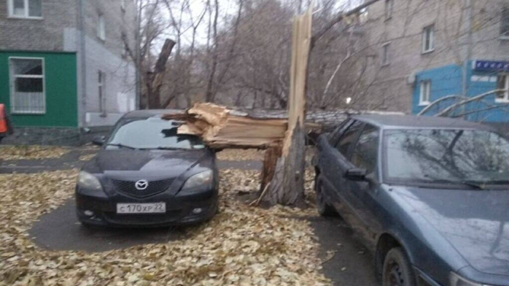 В Барнауле дерево упало на автомобиль после урагана Фото №1