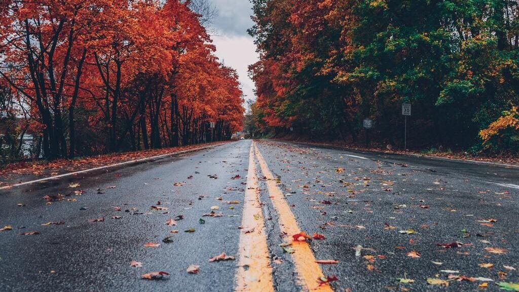 Осень. Фото: pexels.com