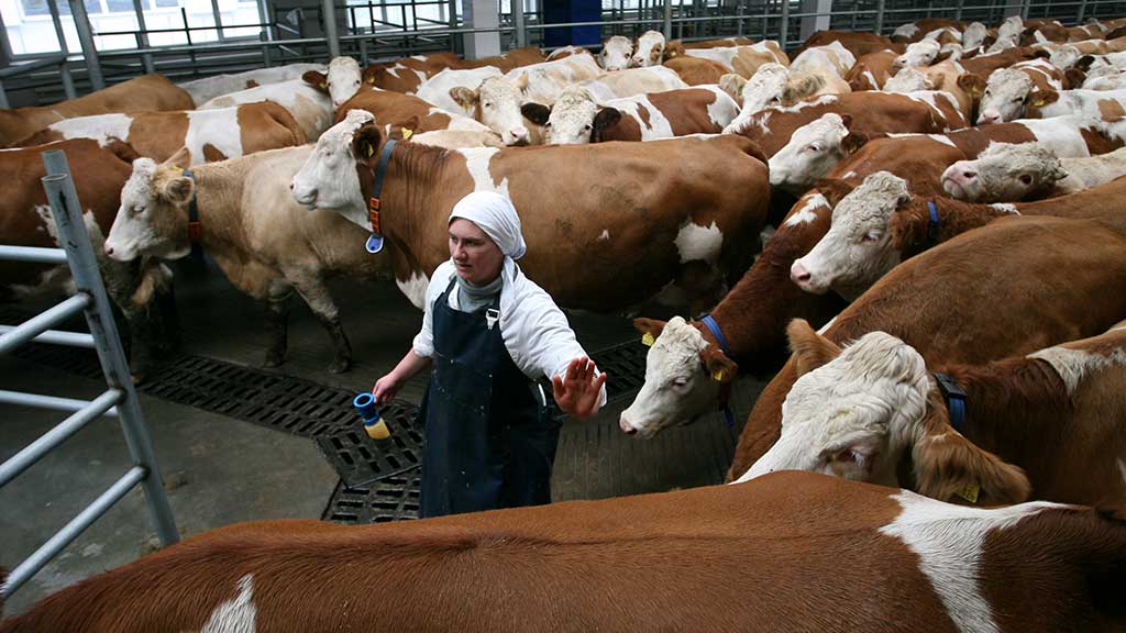 В Сибири и в Алтайском крае не хватает кадров в агропромышленном комплексе Фото №1