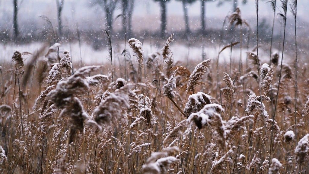 В Алтайском крае ответят на вопросы по результатам уборочной кампании Фото №1