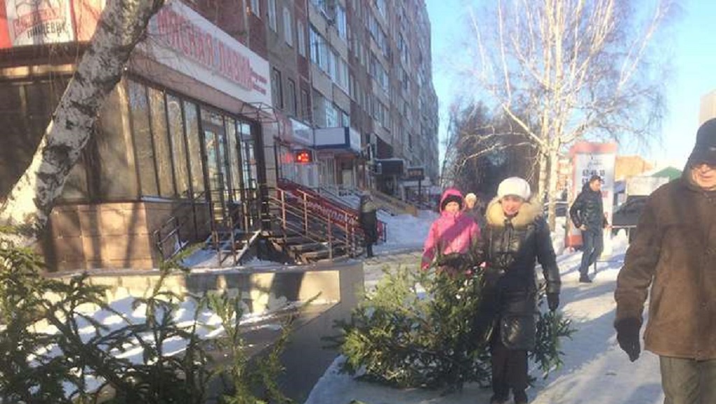 В Барнауле стартовала акция по сбору новогодних елок Фото №1
