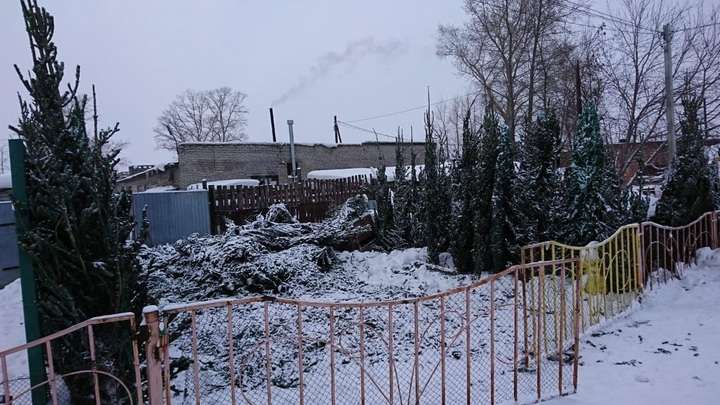 Последний шанс. В Барнауле пройдет акция по сбору новогодних елок Фото №1