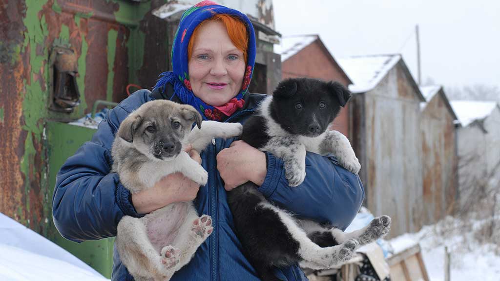 Каков выход? Все больше бездомных собак нападают на людей Фото №2