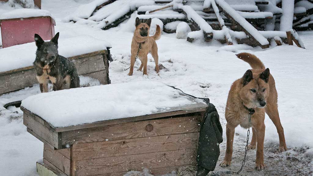 Каков выход? Все больше бездомных собак нападают на людей Фото №3
