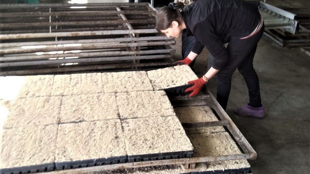 Теплицы и саженцы: в Алтайском крае стартовал новый этап лесовосстановительных работ Фото №1