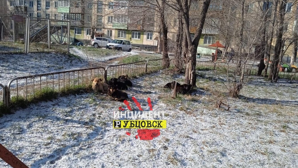 Рубцовчанка пожаловалась на стаю бродячих собак, обитающих рядом со школой №1 Фото №2
