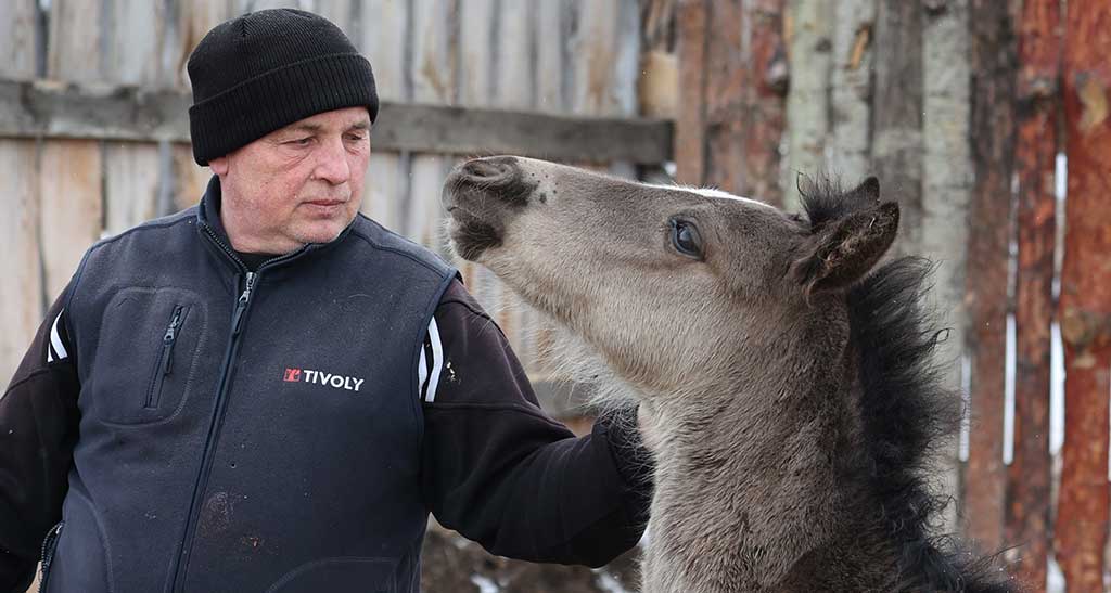 В Алтайском крае появился единственный племзавод по разведению спортивных лошадей Фото №1