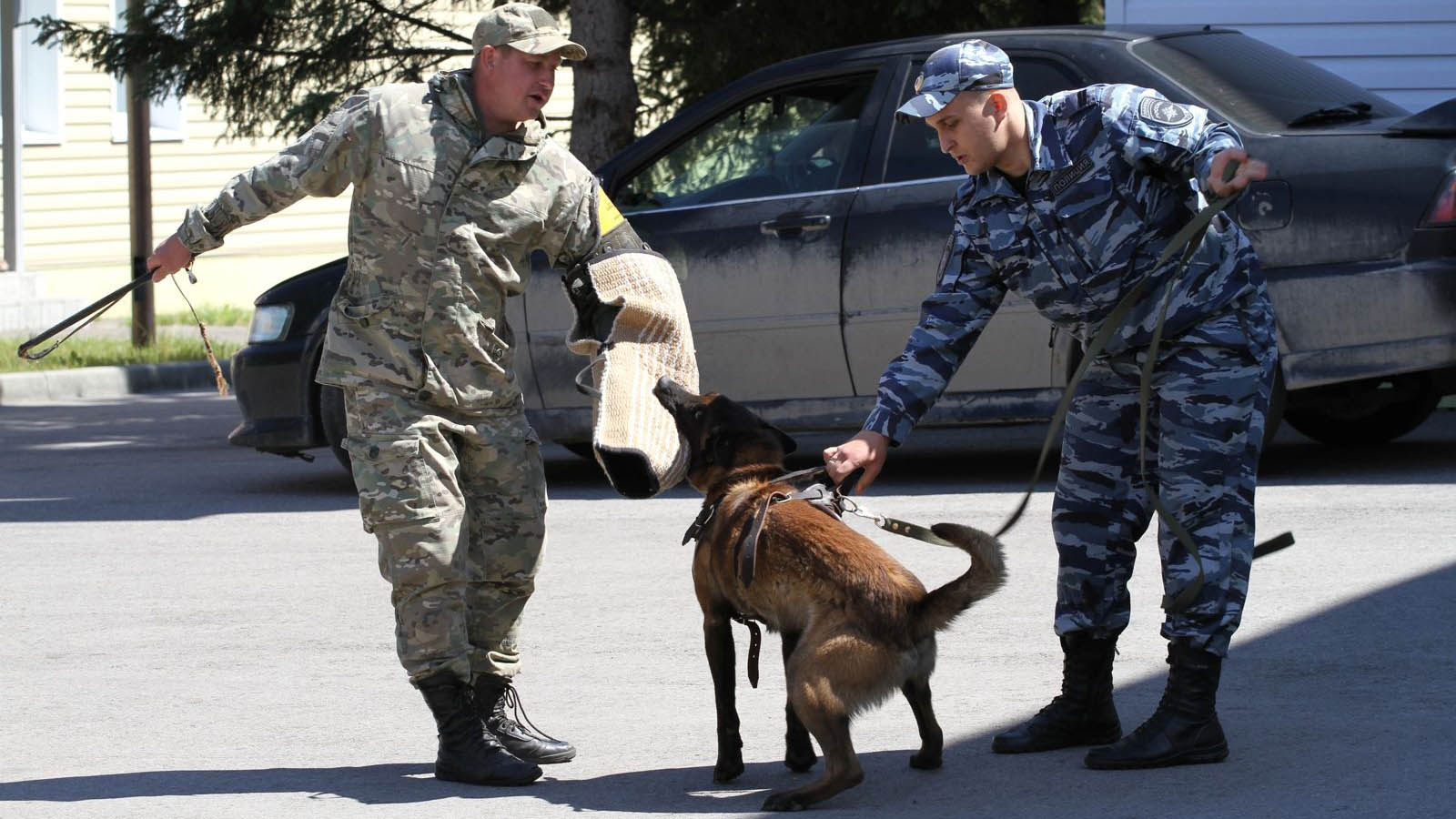 Благодаря центру кинологической службы в Алтайском крае раскрывают около 1200 преступлений Фото №1