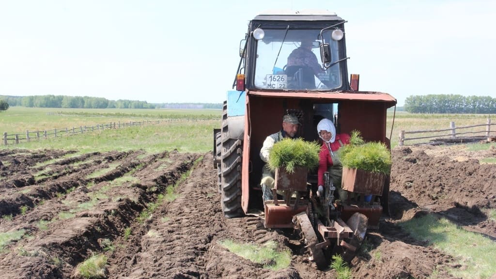 В Алтайском крае посадили 10 миллионов сеянцев Фото №1