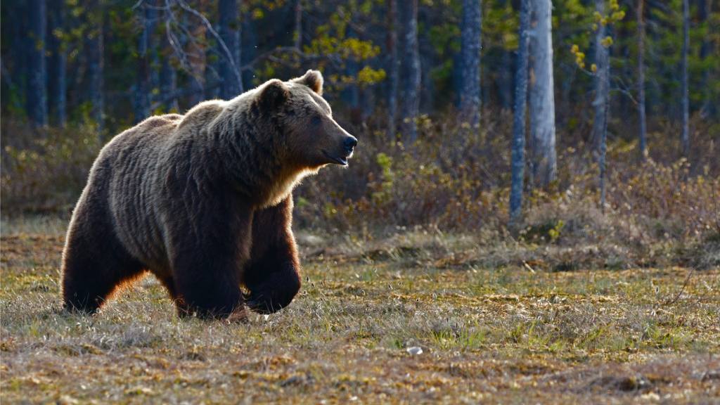 Бурый медведь появился у новосибирской трассы Фото №1