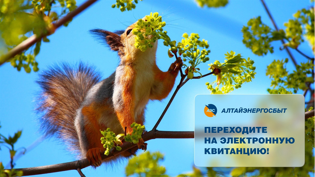 «Алтайэнергосбыт»: электронная квитанция – это быстро, удобно, надёжно Фото №1