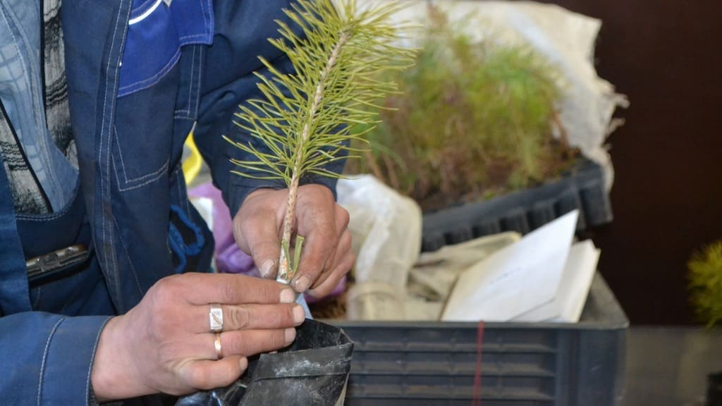 Алтайскому лесосеменному центру исполнилось 10 лет Фото №3