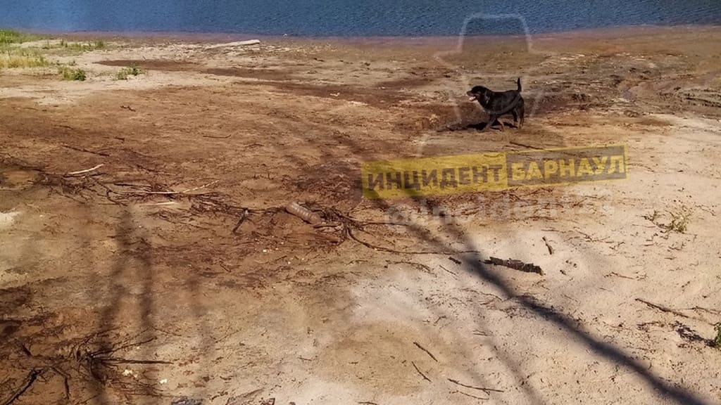 В барнаульский Ковш второй год подряд сливают нефтепродукты Фото №3