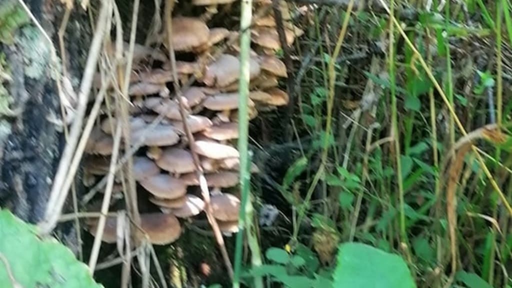 На Алтае грибники поделились фотографиями первых опят Фото №1