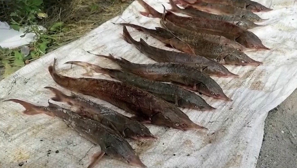 На Оби задержали жителя Барнаула, который ловил краснокнижную стерлядь Фото №1