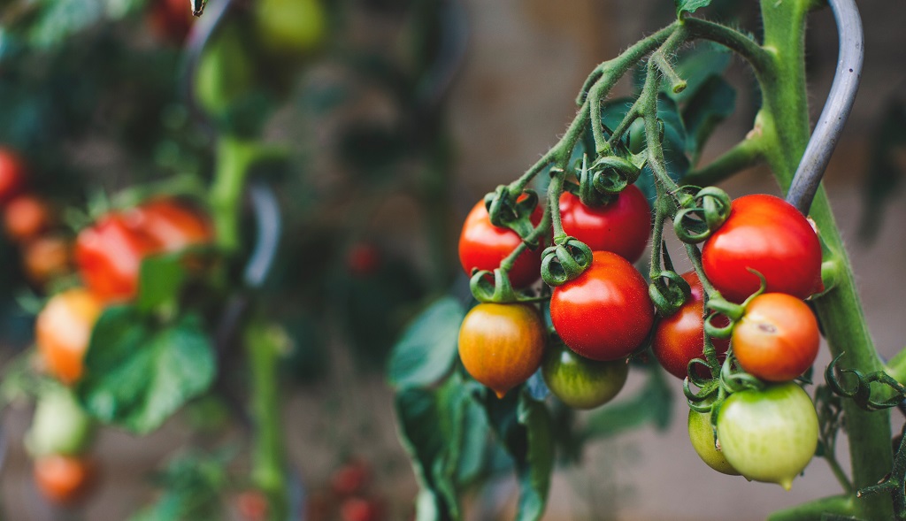 Como podar las tomateras