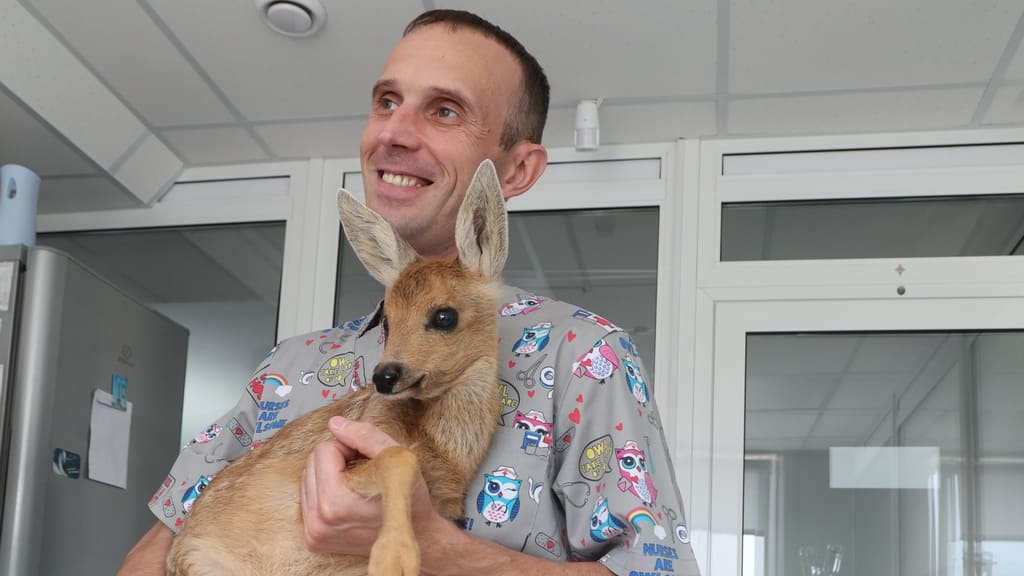 В алтайский центр помощи диким животным «Ноев Ковчег» везут лохматых и пернатых подранков из других регионов Фото №1
