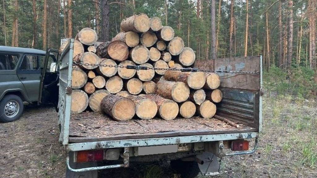 Житель Рубцовска незаконно рубил лес Фото №1