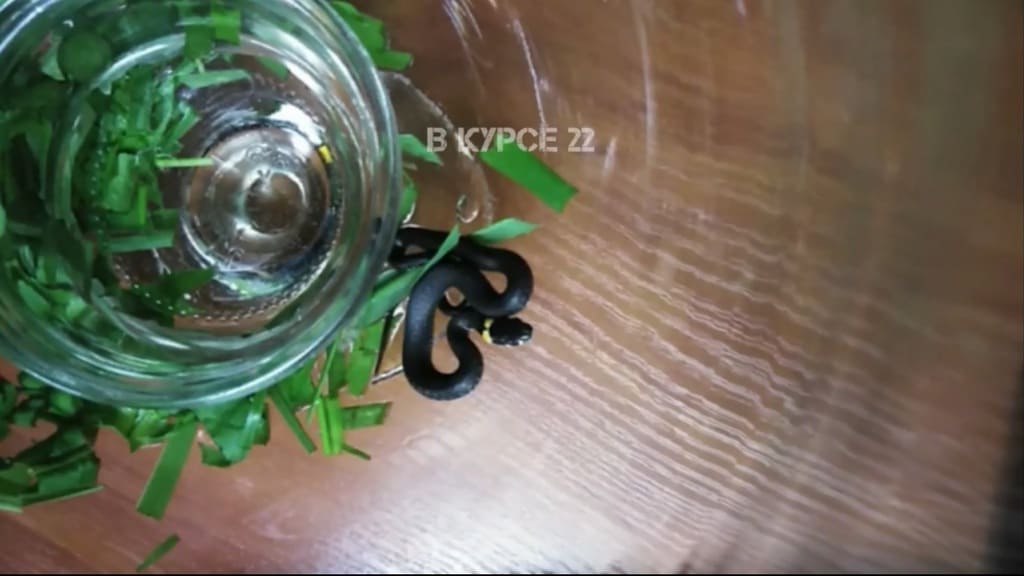 Жительница Барнаула поймала змею недалеко от дома Фото №1
