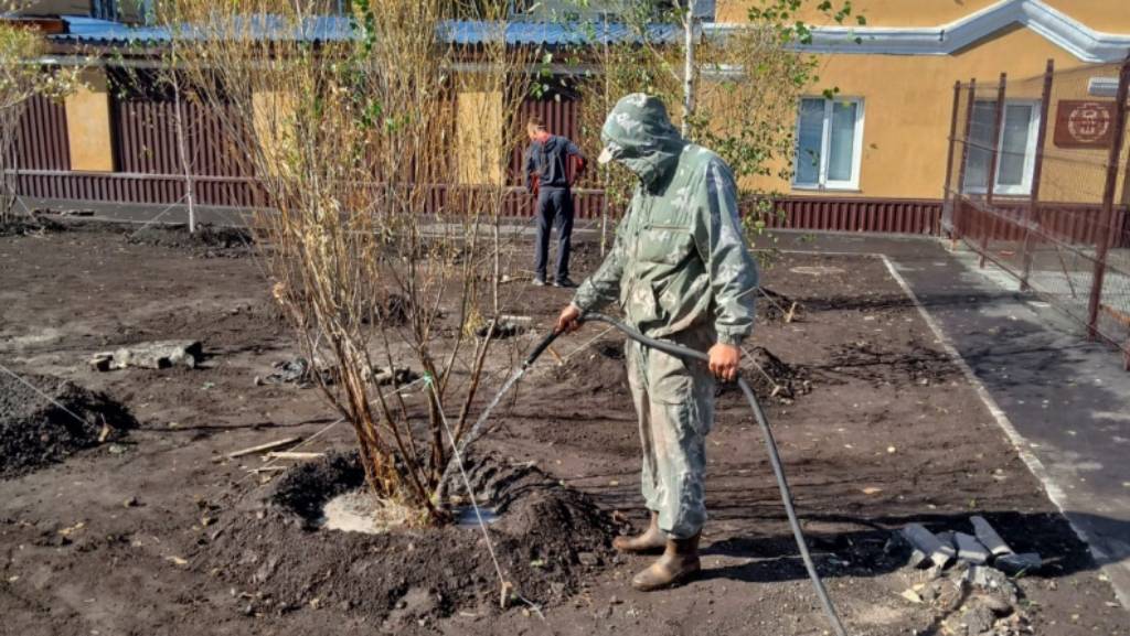 В барнаульском сквере Медиков высаживают сотню деревьев Фото №1
