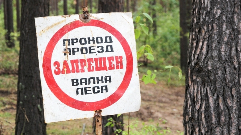 В Алтайском крае предложили изменить порядок оценки потребности населения в льготной древесине Фото №1