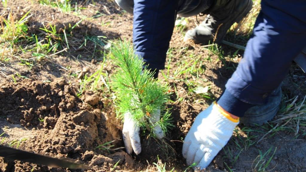 Закон об экологическом образовании в Алтайском крае рассмотрят во втором чтении Фото №1