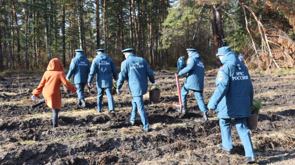 В Барнаульском лесничестве высадили больше двух тысяч молодых сосен Фото №3