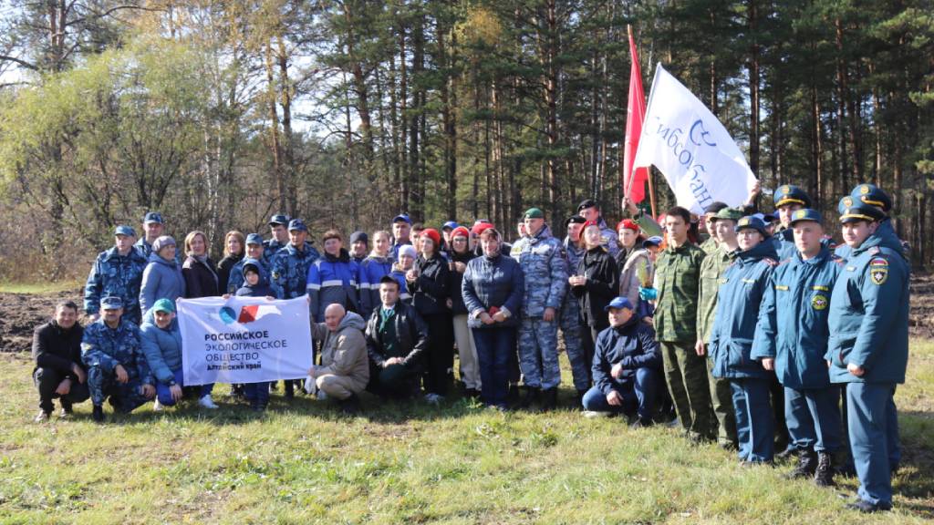 В Барнаульском лесничестве высадили больше двух тысяч молодых сосен Фото №1