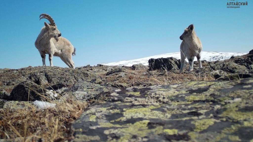 В Алтайском заповеднике сфотографировали редкого оленя Фото №3