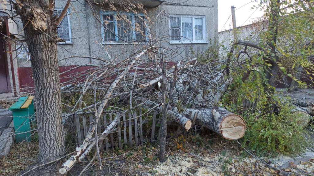 В Барнауле устраняют последствия ночного урагана Фото №1