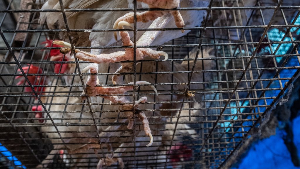 В Алтайском крае выросло производство мяса птицы, масла, круп и напитков Фото №1