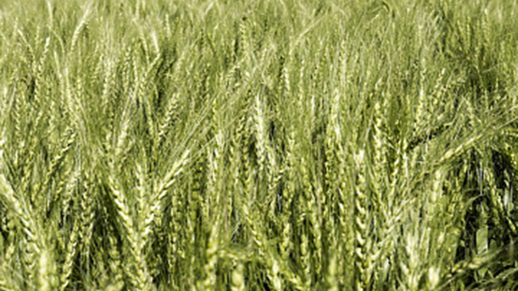 АлтГУ будет развивать проекты в сфере АПК совместно с индустриальными партнерами Фото №1