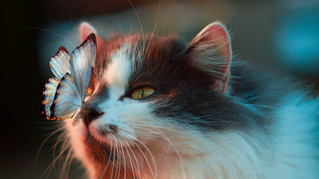 Фото: unsplash.com / Кошка