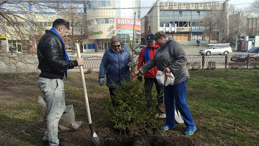 В Бийске на Петровском бульваре высадили тридцать десятилетних сибирских елей Фото №1