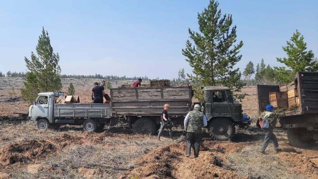 В Алтайском крае на 100% выполнили план весенних посадок в лесах Фото №1