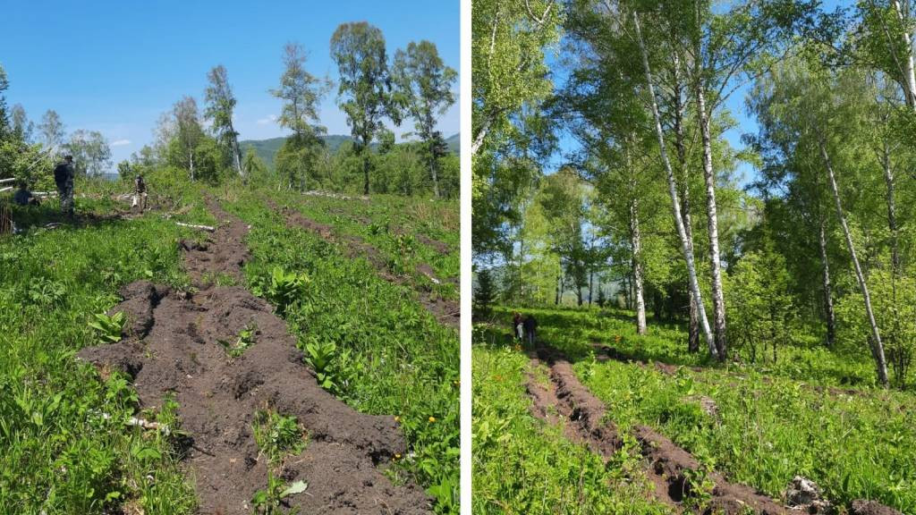 Фото: Минприроды Алтайского края