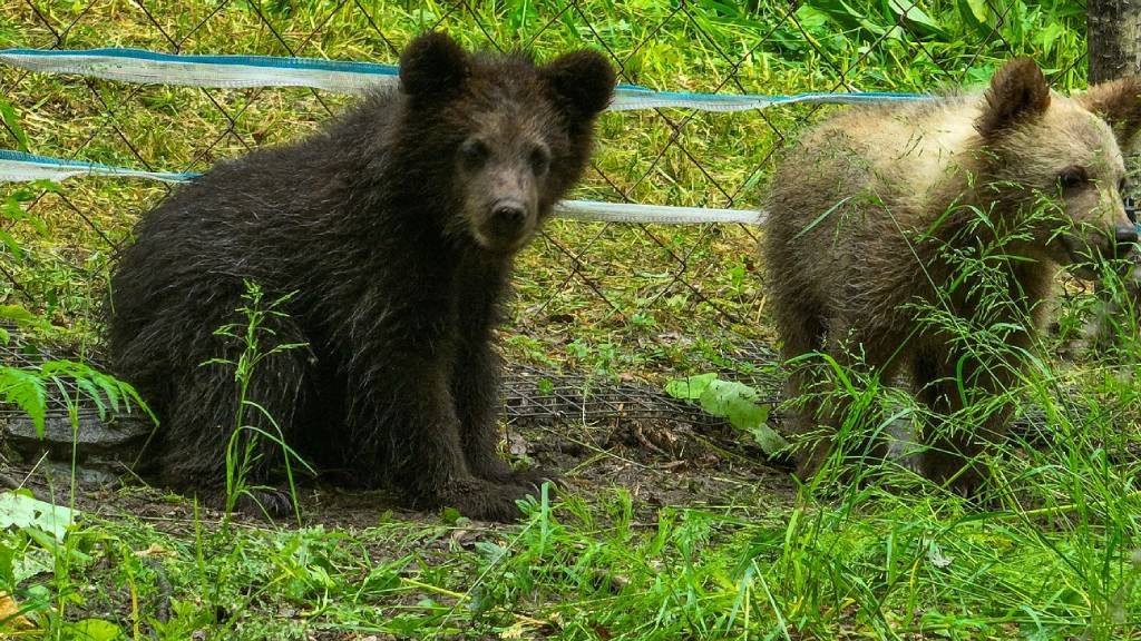 Фото: Алтайский биосферный заповедник
