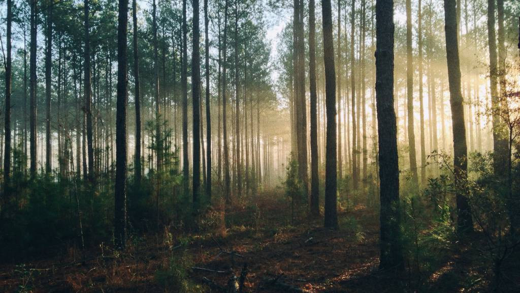 Фото: unsplash.com
