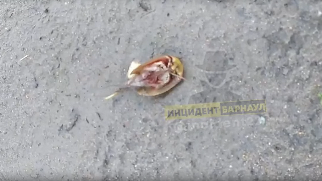 Кадр из видео: Инцидент Барнаул