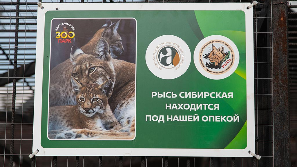 Алтайские студенты взяли шефство над семейством сибирских рысей Фото №2