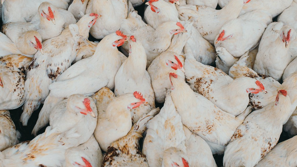 Фото: unsplash.com