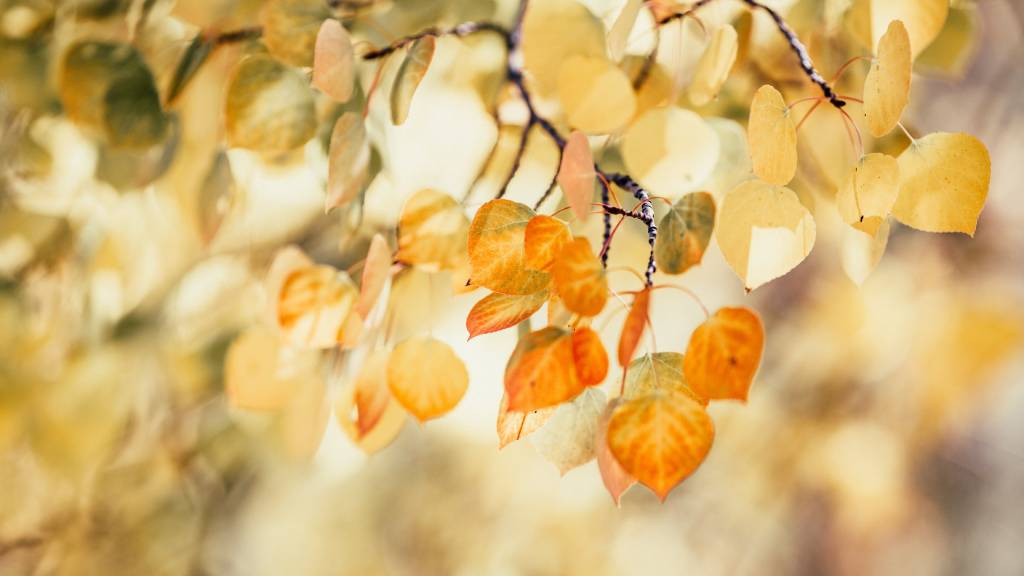 Фото: unsplash.com
