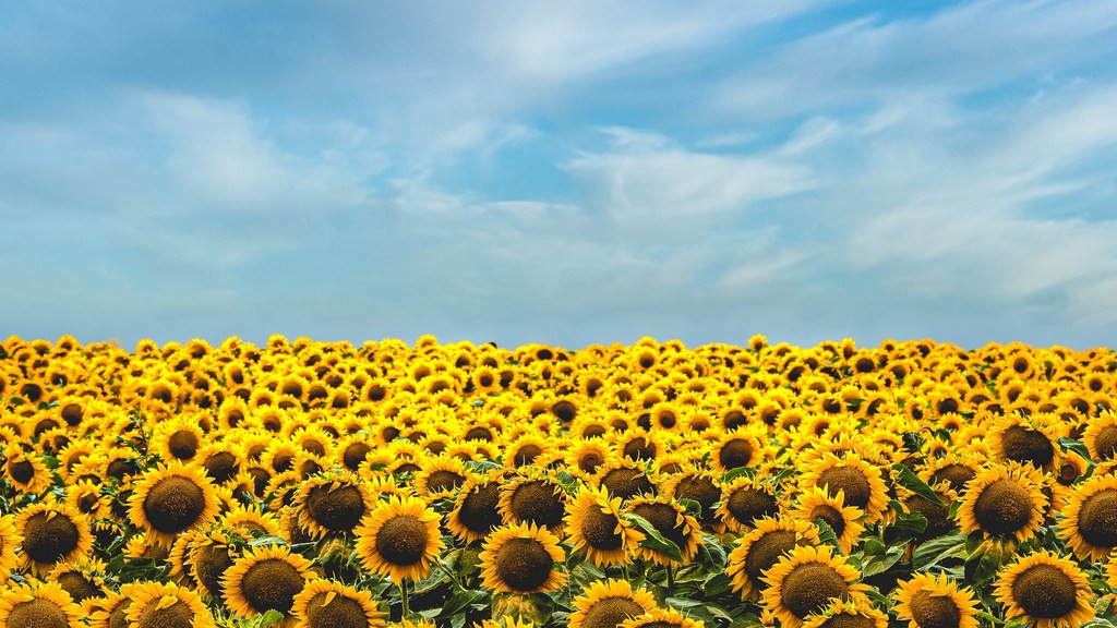 Фото: unsplash.com