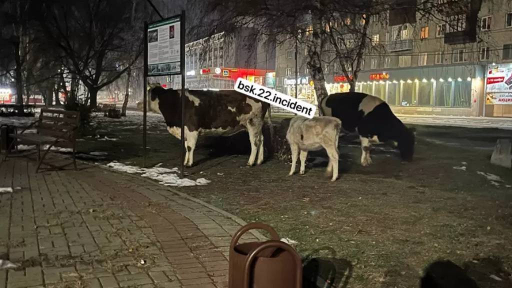 Жители Бийска заметили пасущихся коров в центре города Фото №1