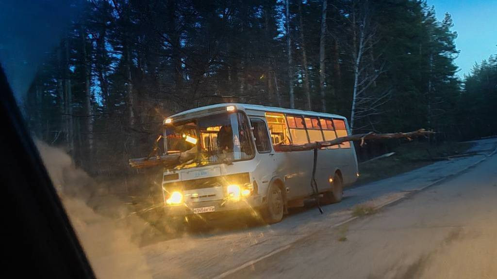 В Алтайском крае сильный ветер повалил деревья и разбил машины Фото №2