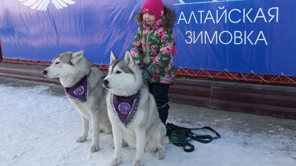 Чем удивит "Алтайская зимовка" в этом году Фото №1