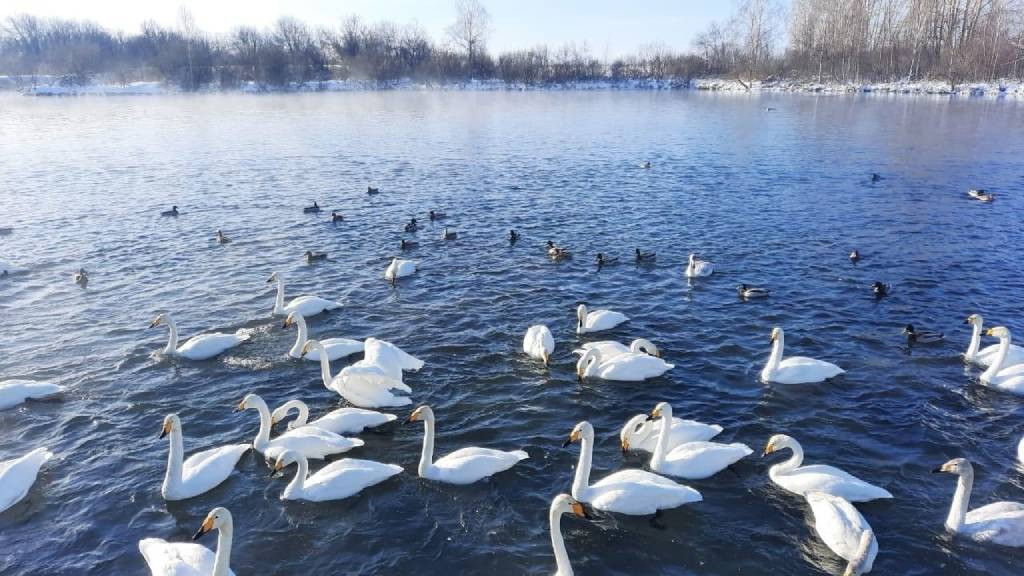 Фото: Минприроды Алтайского края