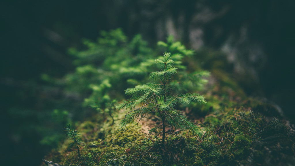 Фото: unsplash.com
