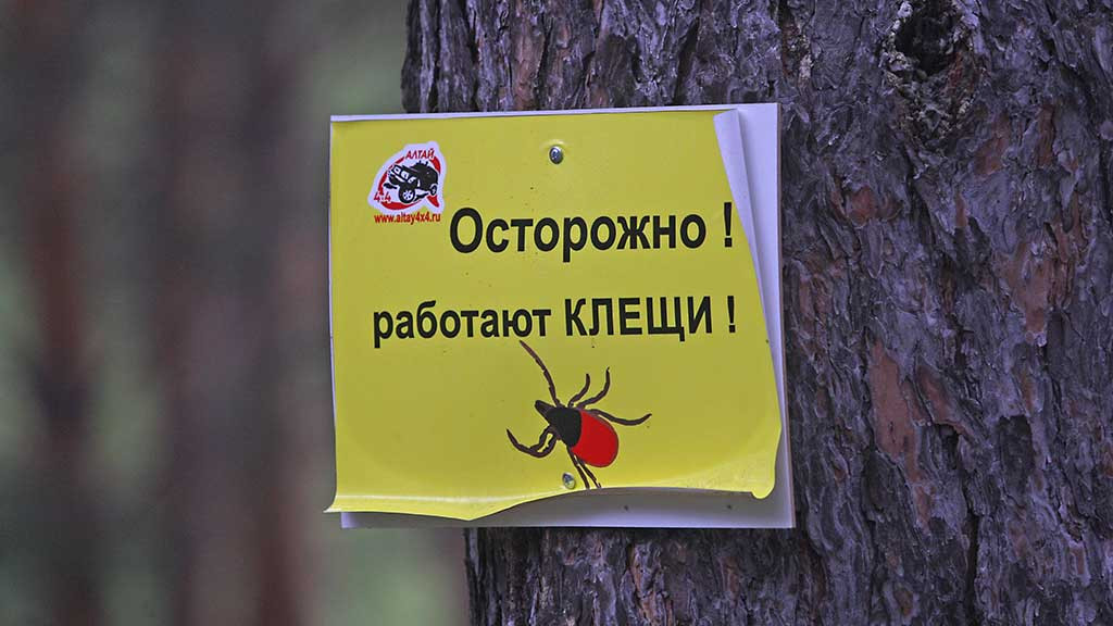 Клещи уже проснулись. Будет ли их больше, чем в 2023 году Фото №1