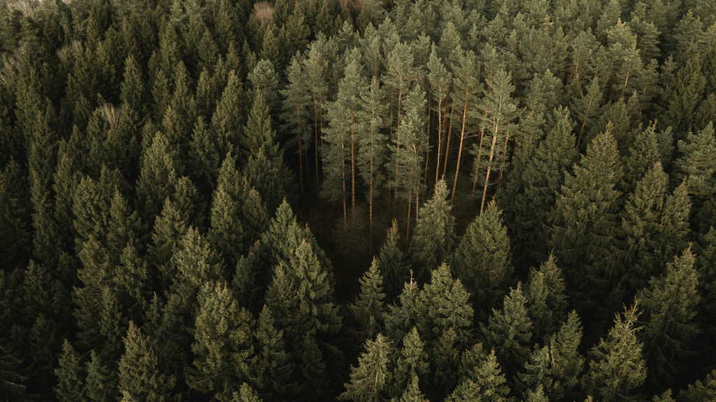 Фото: unsplash.com